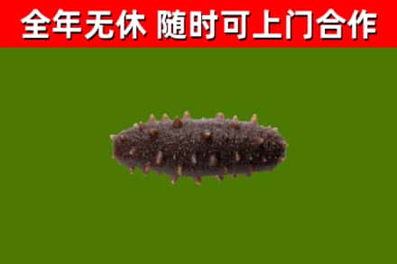 淮安回收海参干